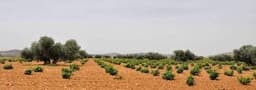 Bodegas VIÑEDOS DE AROMAZ (Moral de Calatrava, Ciudad Real)