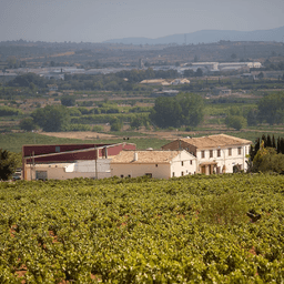 Bodegas VIBE (El Azagador-Requena, Valencia)